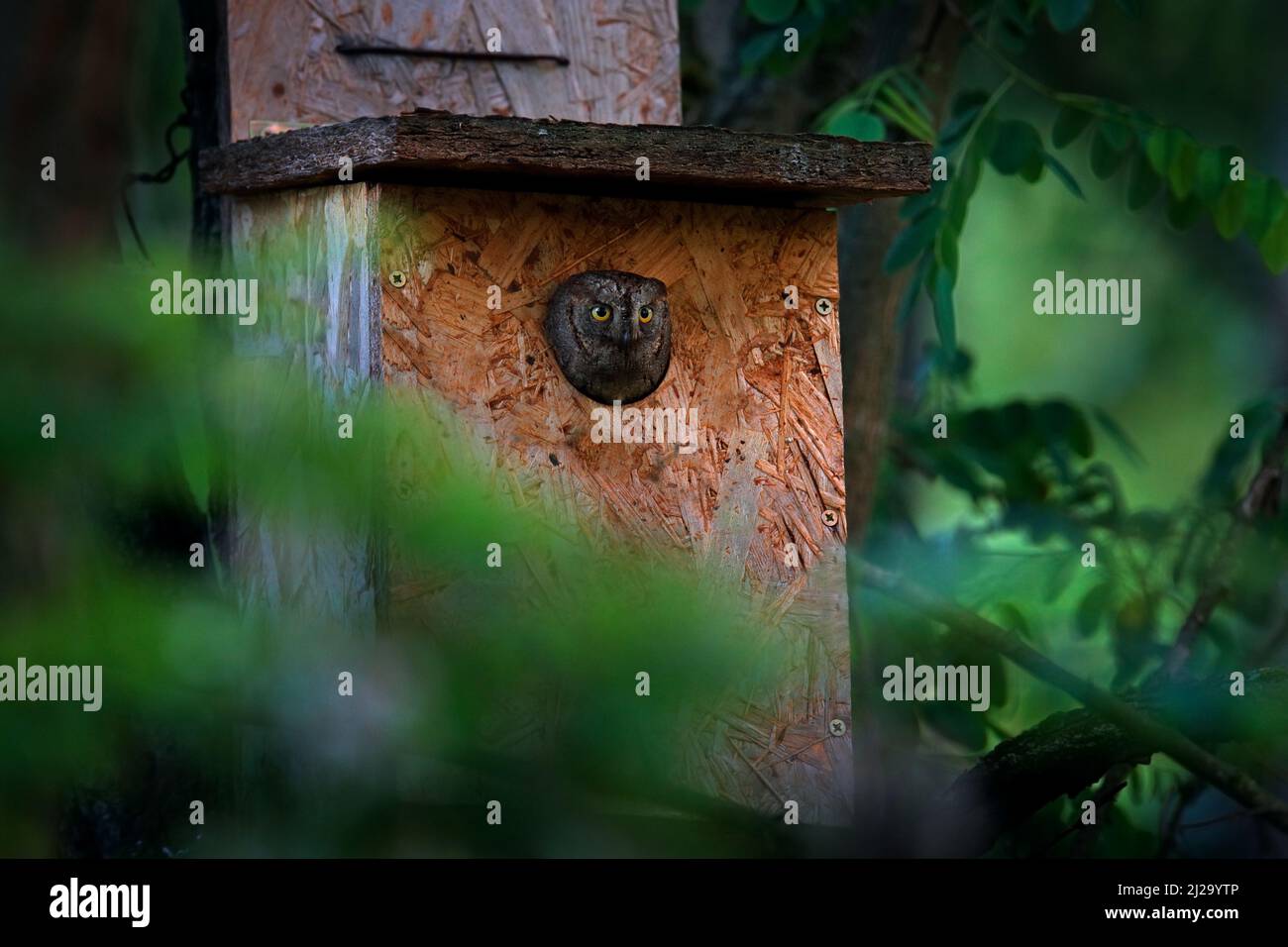 Scops Owl, Otus scops, piccolo gufo nell'habitat naturale, seduto sul ramo verde albero, foresta in background, Bulgaria. Scena faunistica da nat Foto Stock