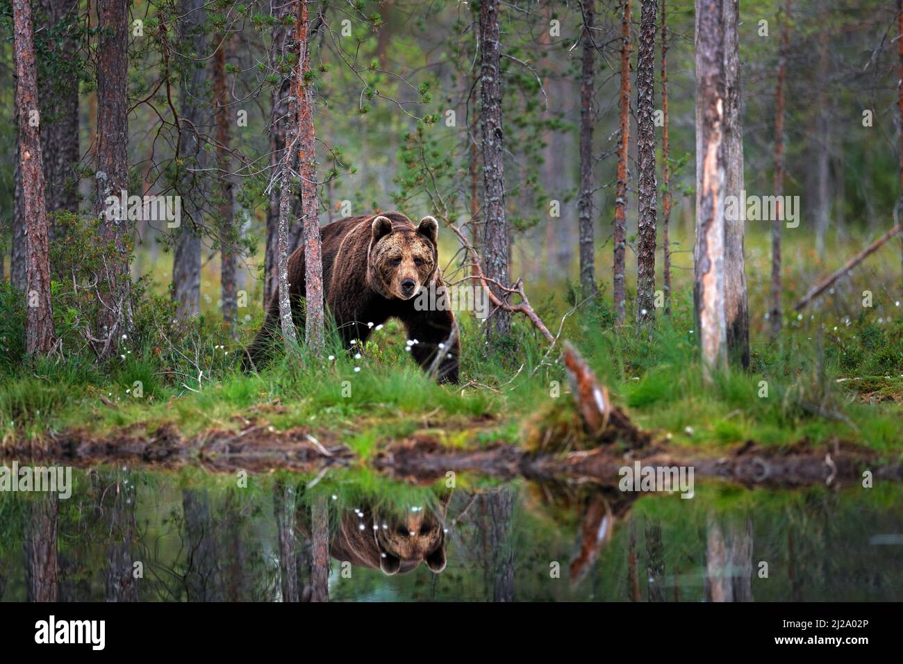 Orso con foresta estiva, ampio angolo con habitat. Bellissimo orso bruno che cammina intorno al lago, colori autunnali. Grande pericolo animale in habitat. Scena della fauna selvatica Foto Stock