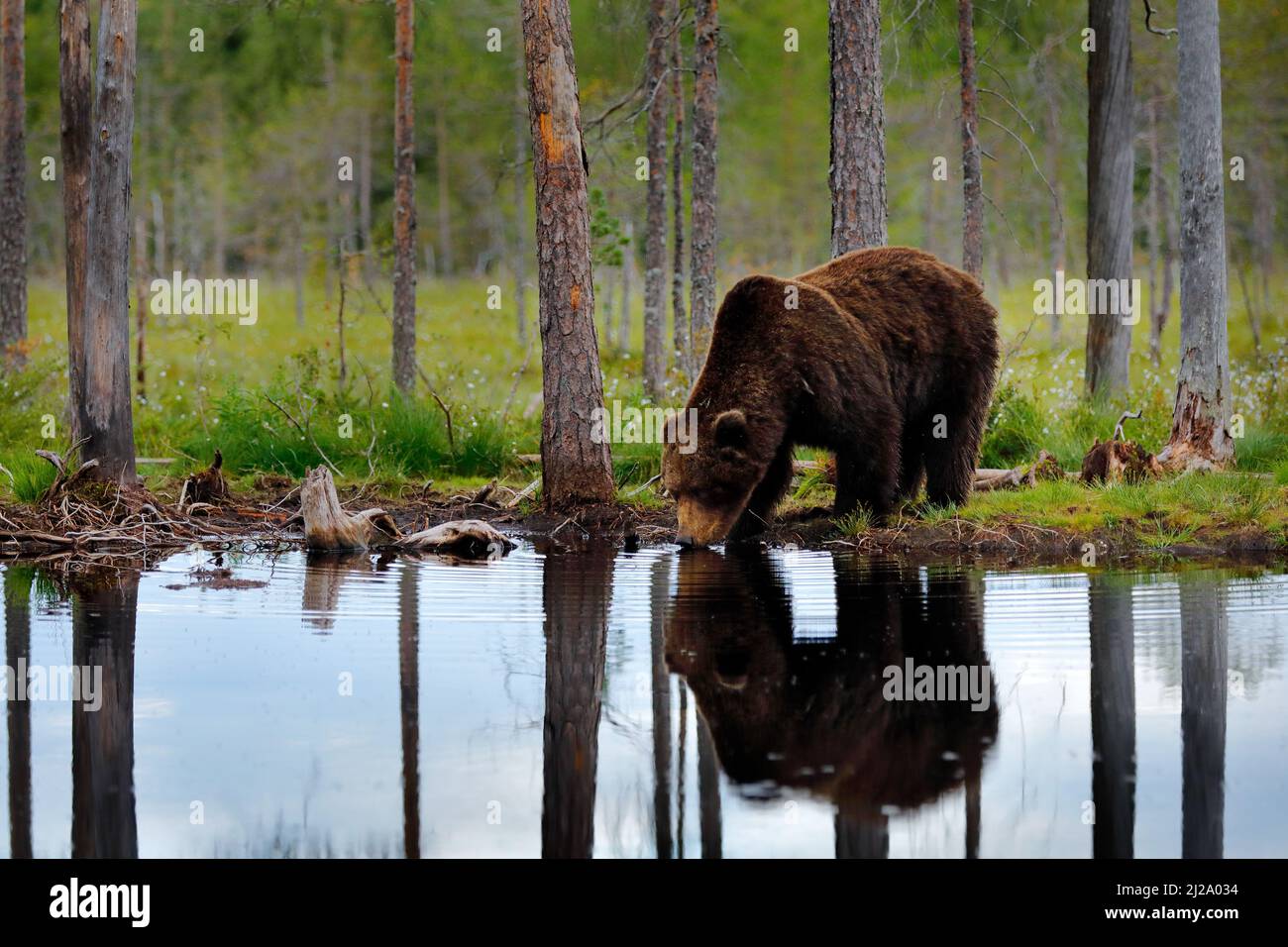 Orso con foresta estiva, ampio angolo con habitat. Bellissimo orso bruno che cammina intorno al lago, colori autunnali. Grande pericolo animale in habitat. Scena della fauna selvatica Foto Stock