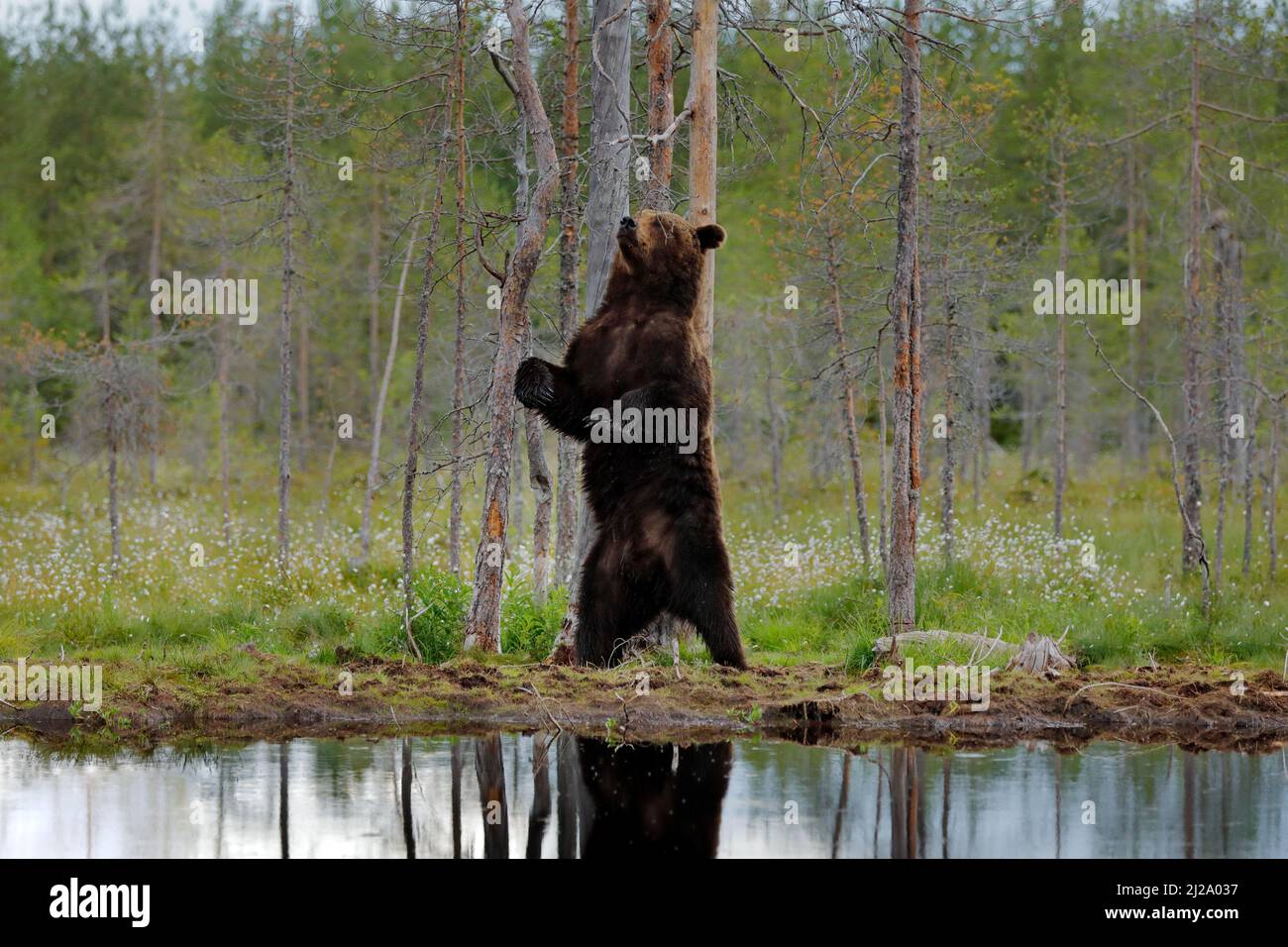 Danza dell'orso con foresta estiva, ampio angolo con habitat. Bellissimo orso bruno che cammina intorno al lago, colori autunnali. Grande pericolo animale in habitat. Fauna selvatica Foto Stock