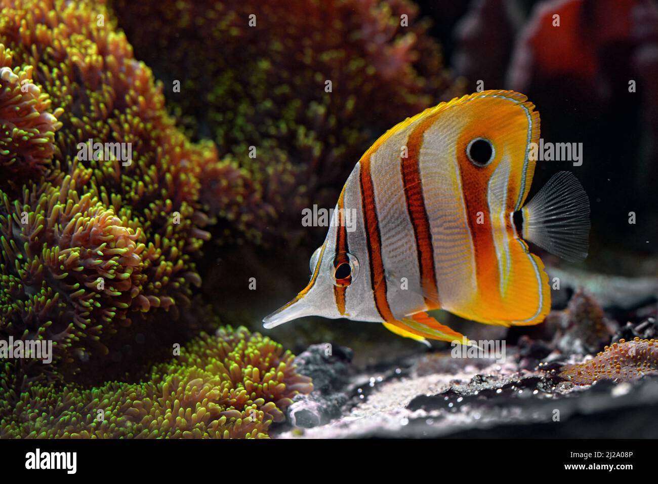 Copperband butterflyfish, Chelmon rostratus, nell'habitat naturale delle acque. Il pesce corallo becco, si trova nelle barriere coralline sia nell'Oceano Pacifico che nell'Oceano Indiano. Foto Stock