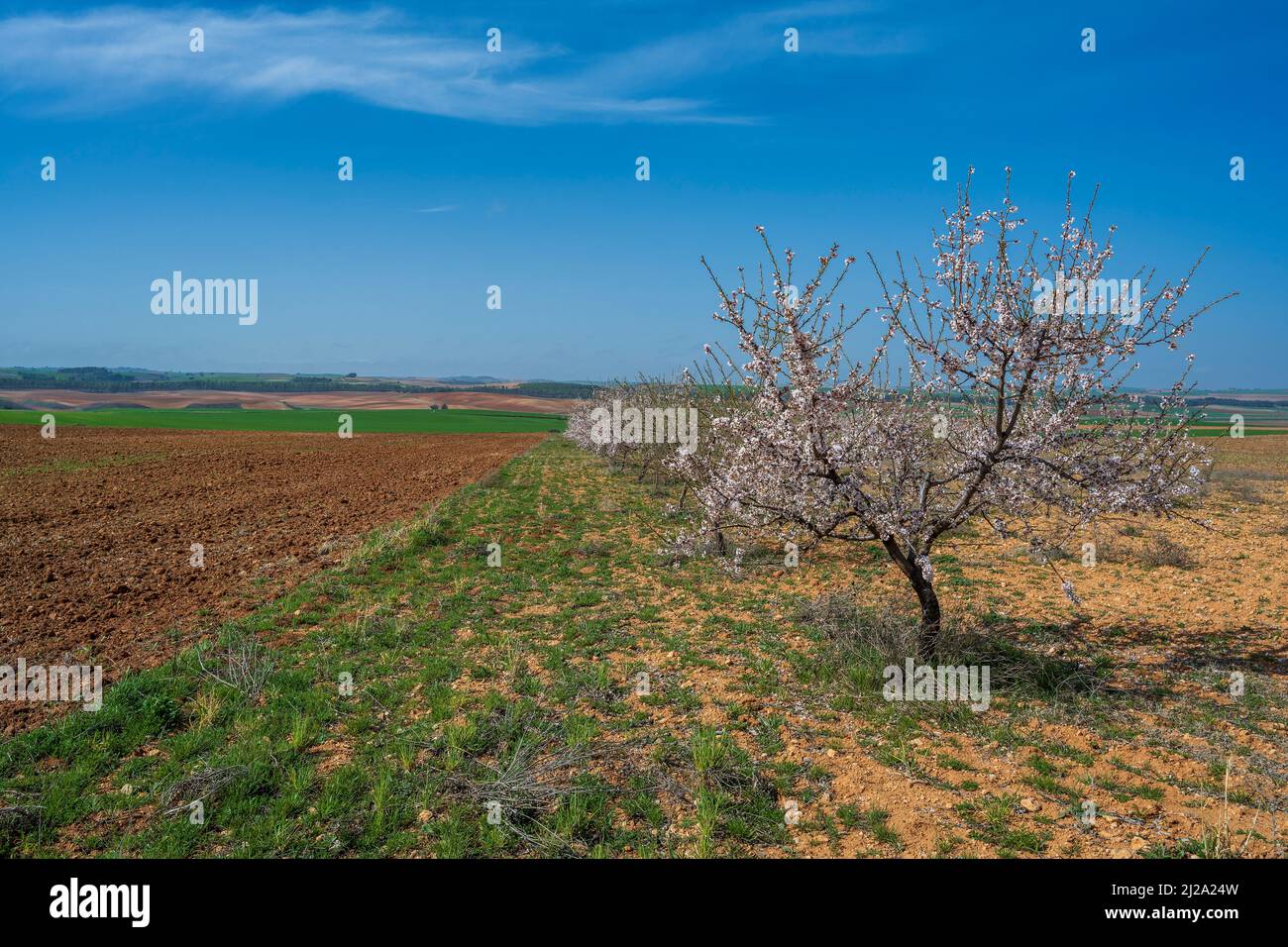 Alberi da frutto in fiore in un paesaggio rurale vicino Belmonte, Castilla-la Mancha, Spagna Foto Stock
