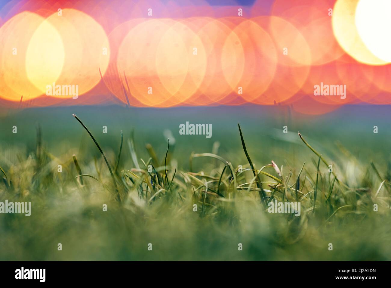 Primo piano dell'erba sul prato alla luce dell'illuminazione artificiale. Aggiornamento del coperchio foraggio. Piccola profondità di campo. Foto Stock