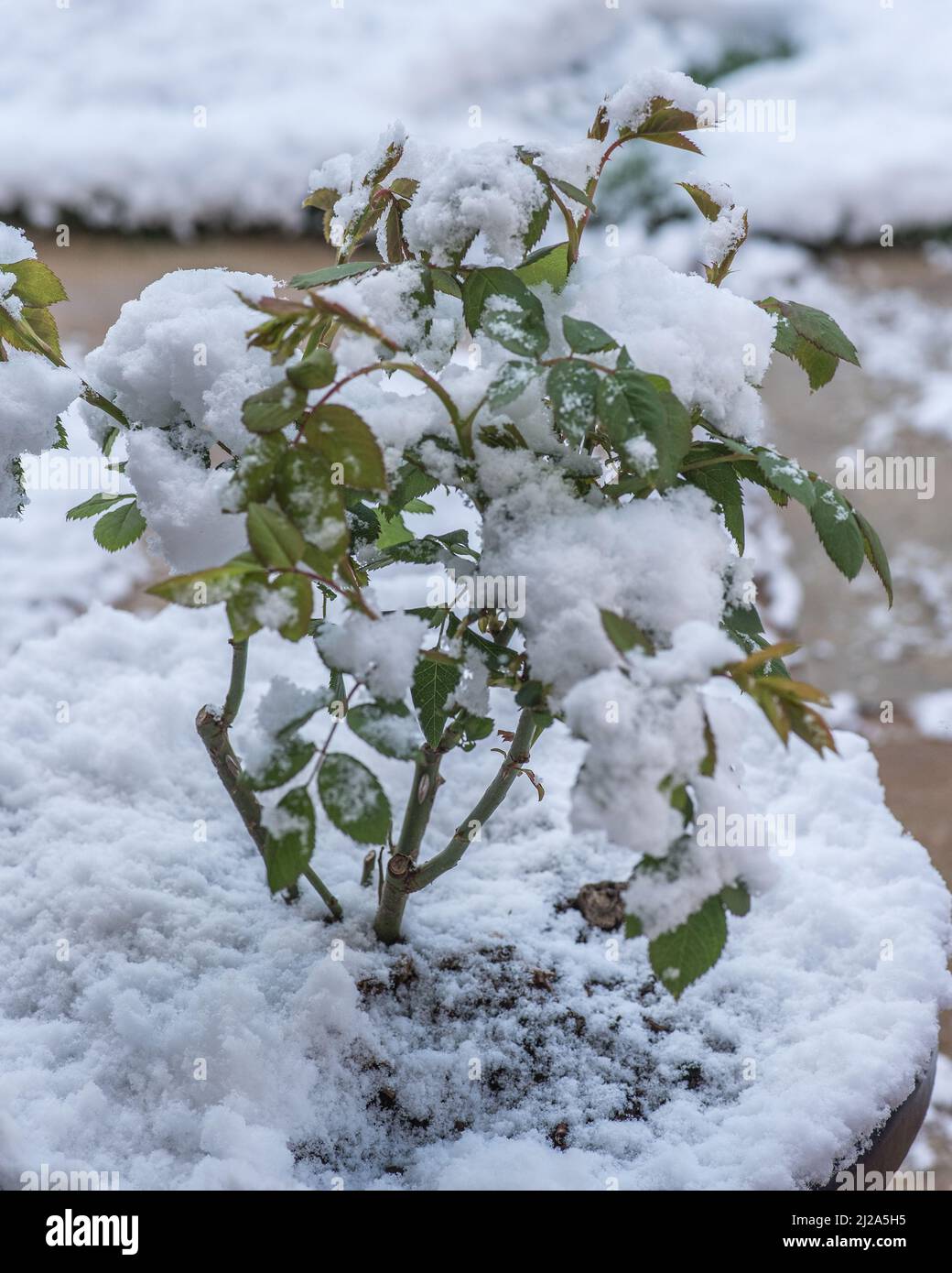 Primavera neve 31st Marzo 2022 che colpisce piante tenere in questo caso una rosa che è venuto in foglia in un mite incantesimo in marzo.....Then wallop ! Foto Stock