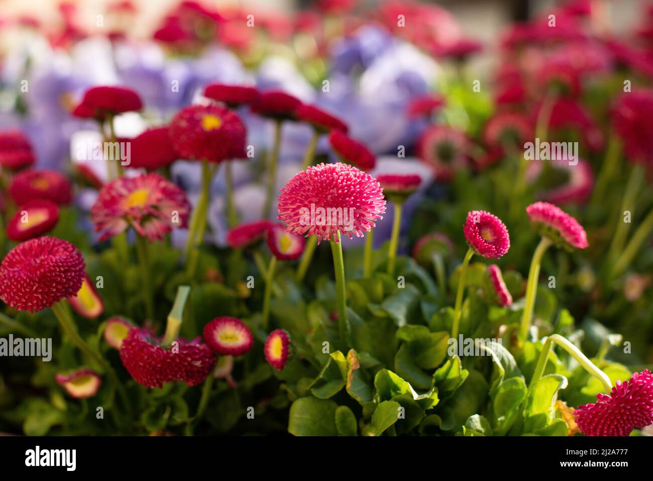 Bellissime Pansie e margherite. Fiori di lilla e rosa in un giardino di primavera. Foto Stock