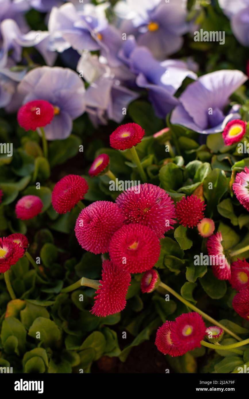 Bellissime Pansie e margherite. Fiori di lilla e rosa in un giardino di primavera. Foto Stock
