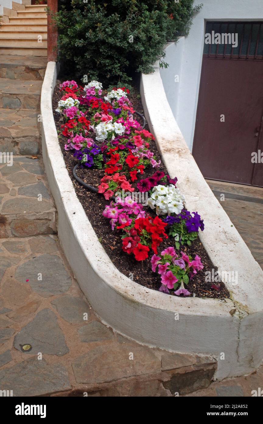 Aiuola in giardino privato, Sassari, Sardegna, Italia Foto Stock