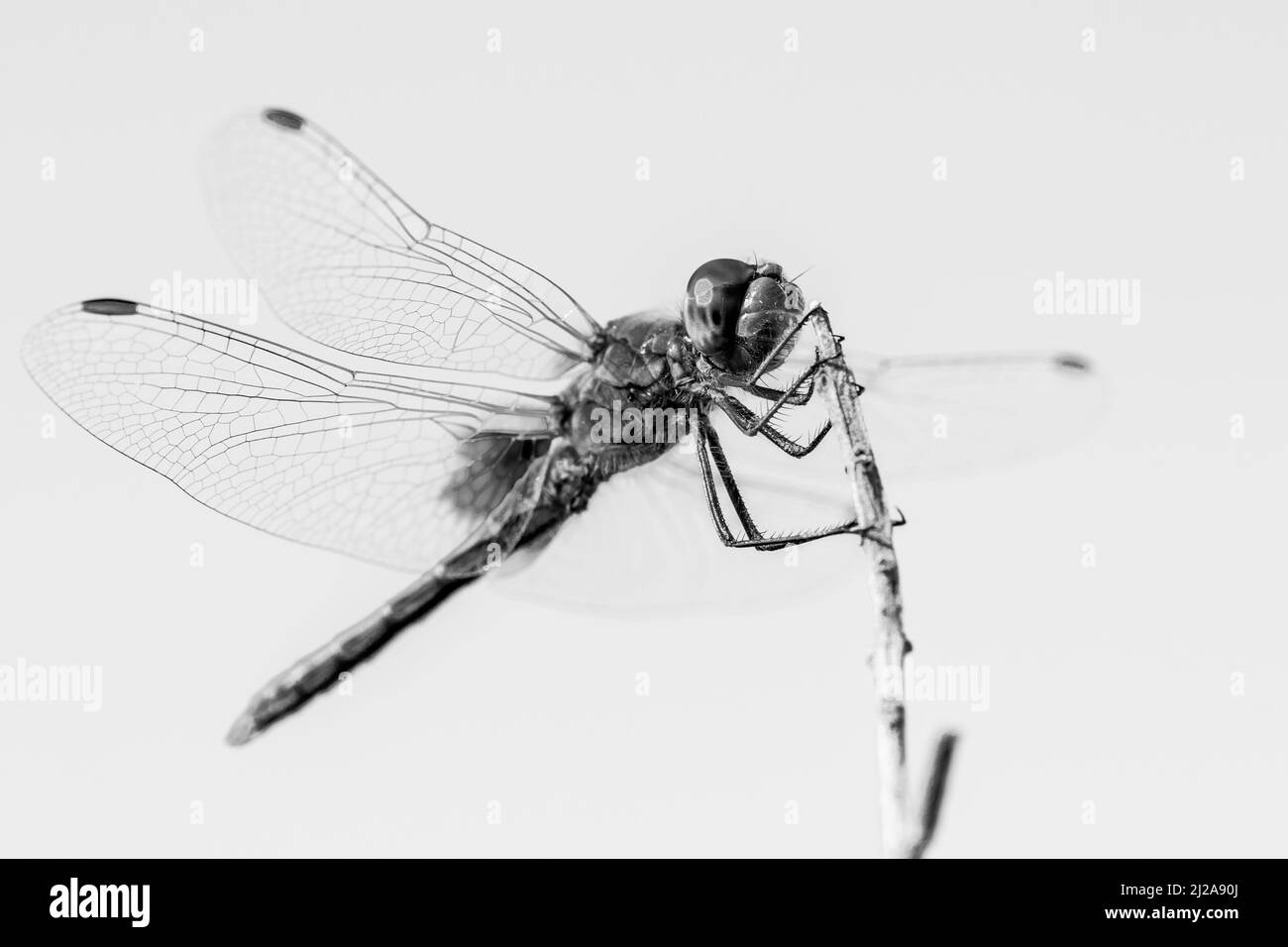 Una macro-shot in bianco e nero di una libellula con le sue ali sparse, appoggiate su un ramoscello, vicino ad uno stagno di Malta. Un insetto volante comune. Foto Stock