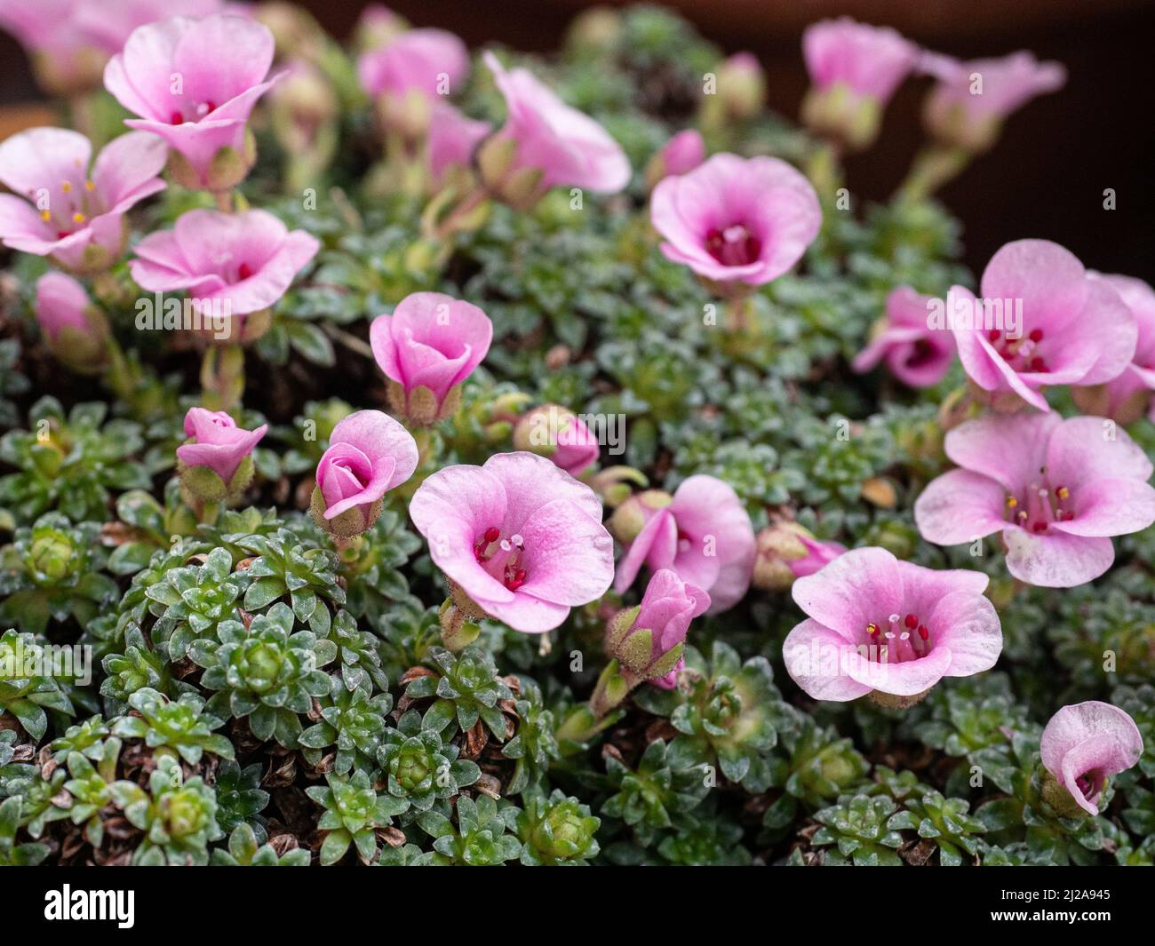 Un primo piano dei delicati fiori rosa della sassifraga alpina in fiore 'Cranbourne' Foto Stock