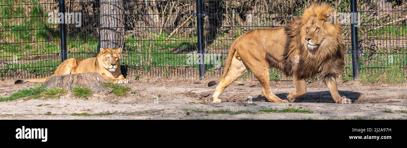La leonessa riposa a terra mentre un leone cammina in uno zoo chiamato parco safari Beekse Bergen a Hilvarenbeek Foto Stock