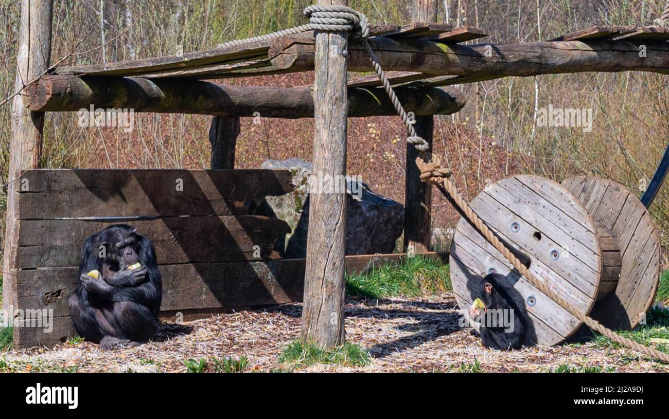 Uno scimpanzé giovane e adulto che mangia frutta nella loro riserva del santuario in uno zoo chiamato parco safari Beekse Bergen in Hilvarenbeek, Noord-Brabant, la rete Foto Stock