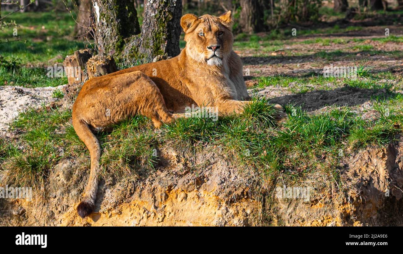 Leone splendidamente colorato adagiato a terra e guardando nella telecamera nel parco safari Beekse Bergen a Hilvarenbeek, Noord-Brabant, Paesi Bassi Foto Stock