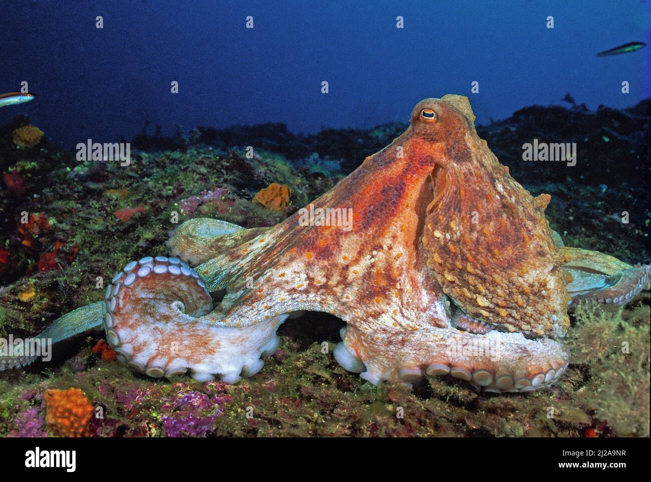 Comune Octopus (Octopus vulgaris), Marsiglia, Francia Foto Stock