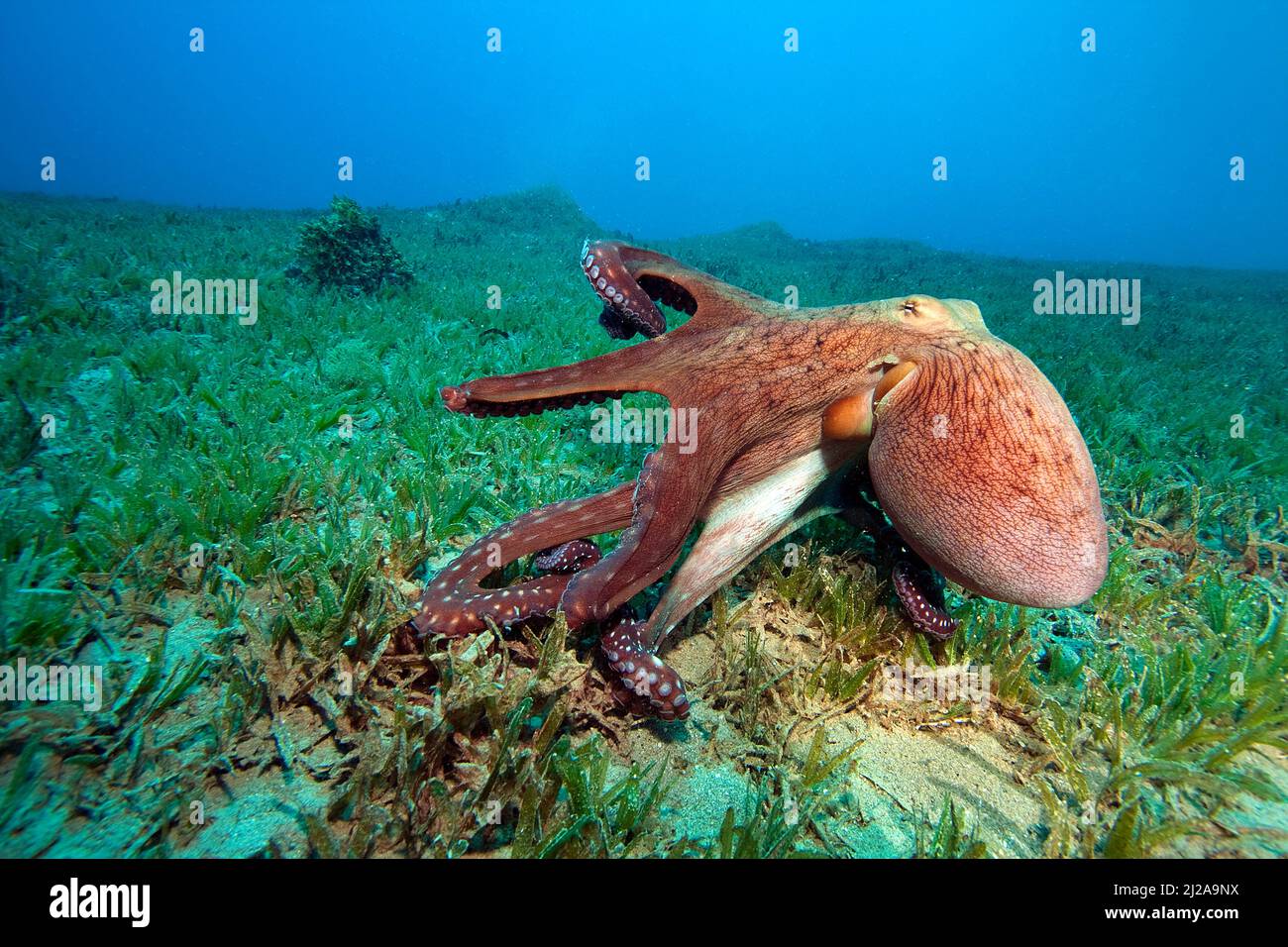 Comune Octopus (Octopus vulgaris), Dahab, Egitto, Mar Rosso Foto Stock