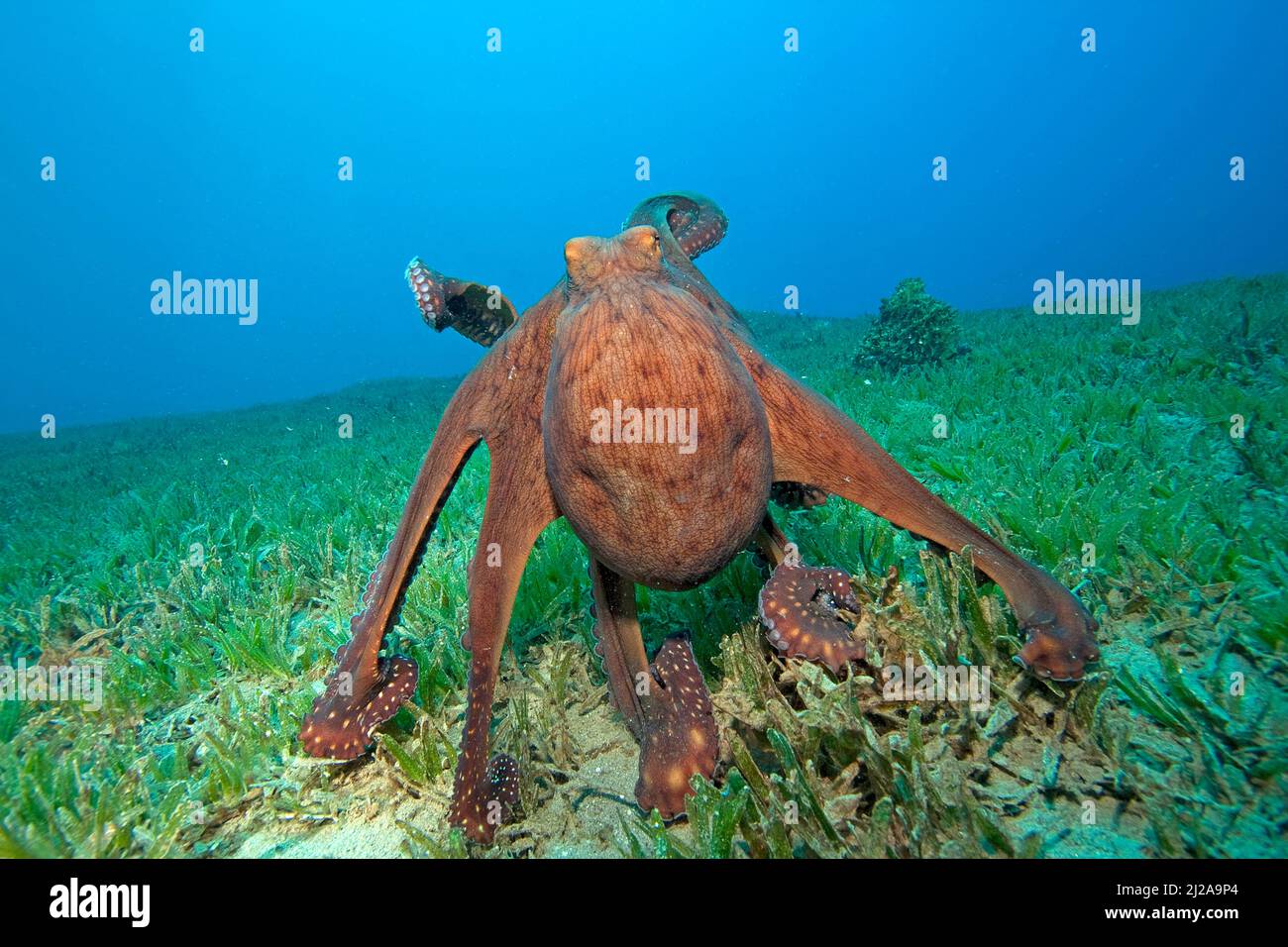 Comune Octopus (Octopus vulgaris), Dahab, Egitto, Mar Rosso Foto Stock