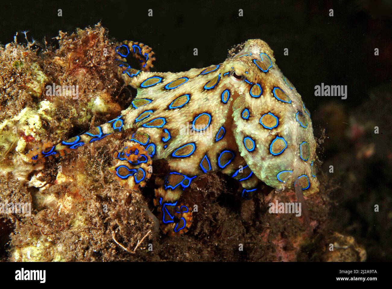 Polpo blueringato (Hapalochlaena lunulata), altamente tossico, Raja Ampat, Irian Jaya, Papua occidentale, Indonesia Foto Stock