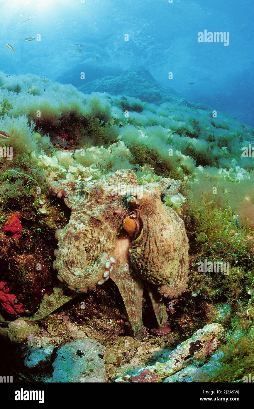 Comune Octopus (Octopus vulgaris), Ibiza, Isole Baleari, Spagna Foto Stock