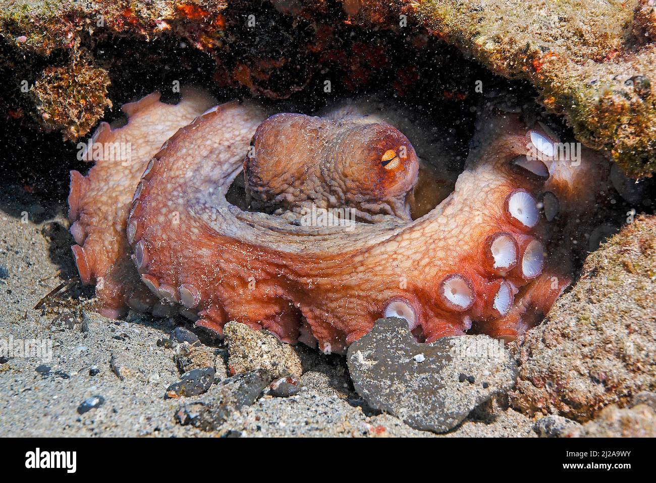 Comune Octopus (Octopus vulgaris), Fuerteventura, isole Canarie, Foto Stock