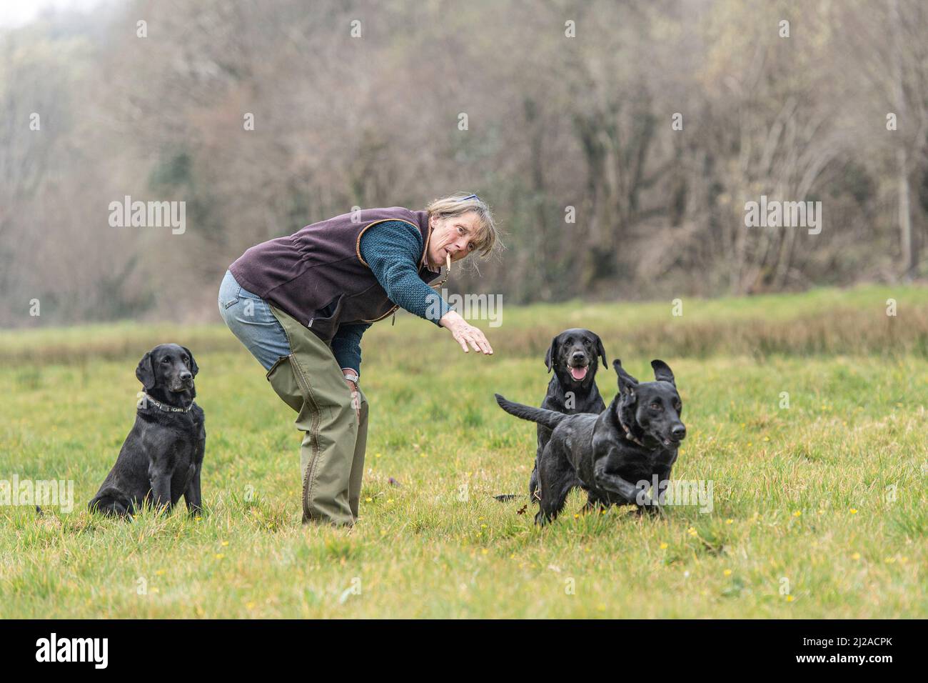 addestramento di un cane nero di recupero di labrador Foto Stock