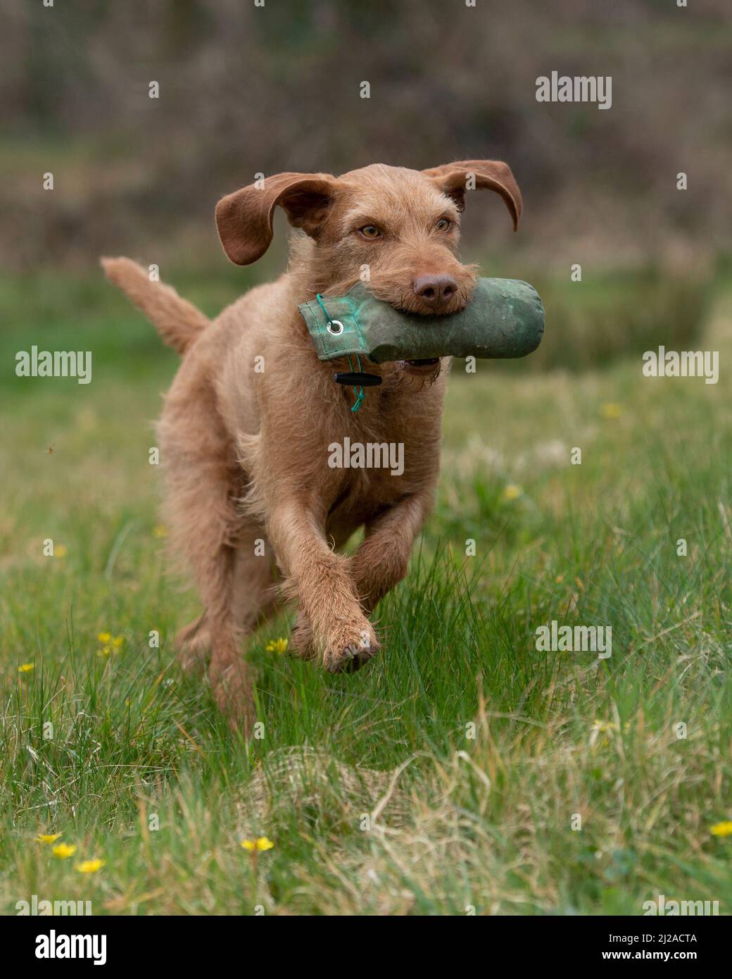 Ungherese Wirehaired Vizsla cane recupero di un manichino Foto Stock