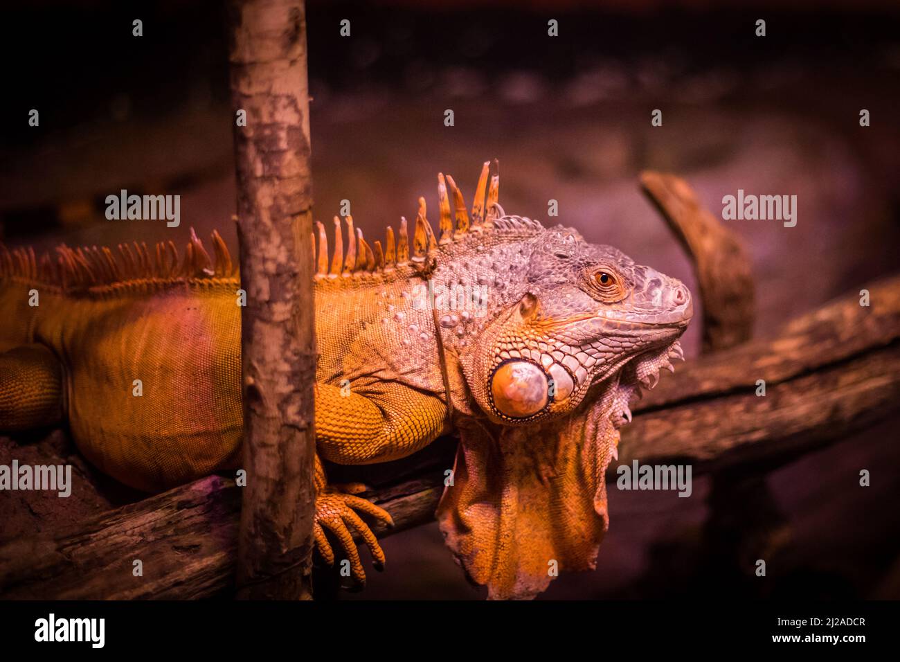 Ritratto della testa di un'impressionante iguana nera a coda di lucertola (Ctenosaura similis). Foto Stock