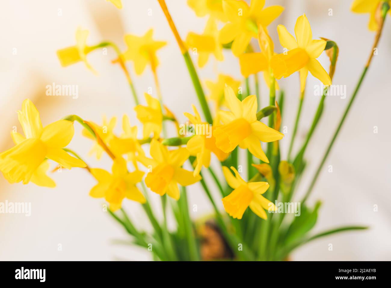 Bouquet di primavera narcischi bulbous piante per giardino e arredamento suburbano terrazza, luminoso petali giallo su sfondo sfocato. Fiori gialli narcodils Foto Stock