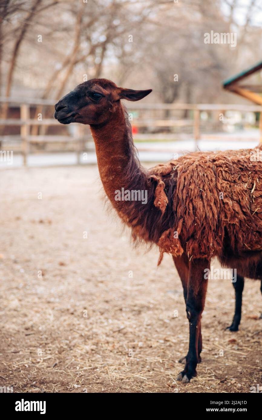 Un simpatico lama marrone in un parco zoo. Un mammifero animale soffice. Simile ad un alpaca. Foto di alta qualità Foto Stock Un simpatico lama marrone in un parco zoo. Un mammifero animale soffice. Simile ad un alpaca. Foto di alta qualità Foto Stock