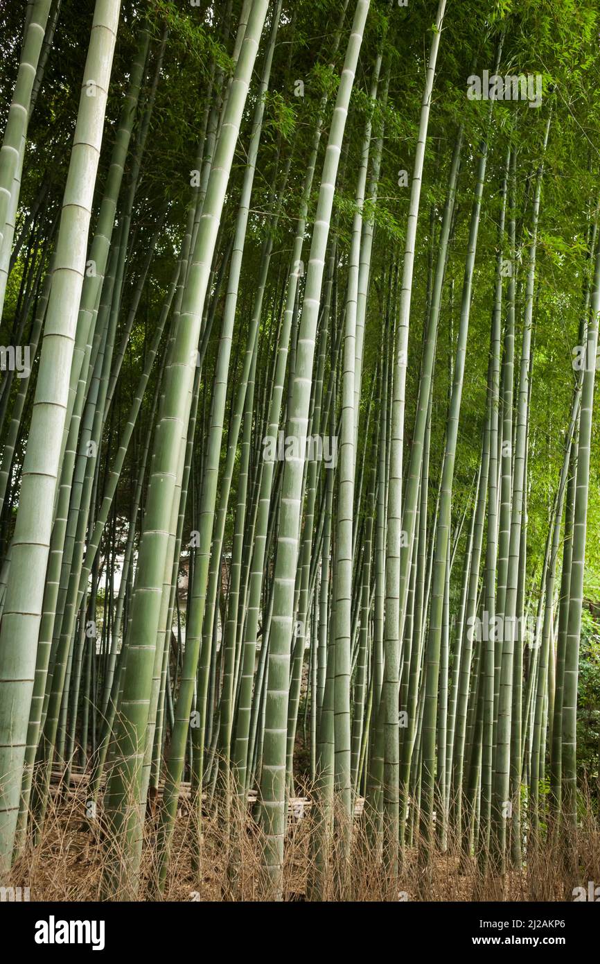 Vista verticale di un lussureggiante bosco di alberi di bambù in Giappone Foto Stock
