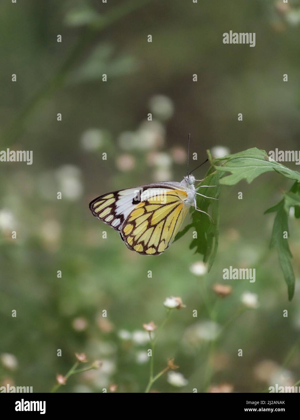 Una farfalla gialla arroccata su una foglia Foto Stock