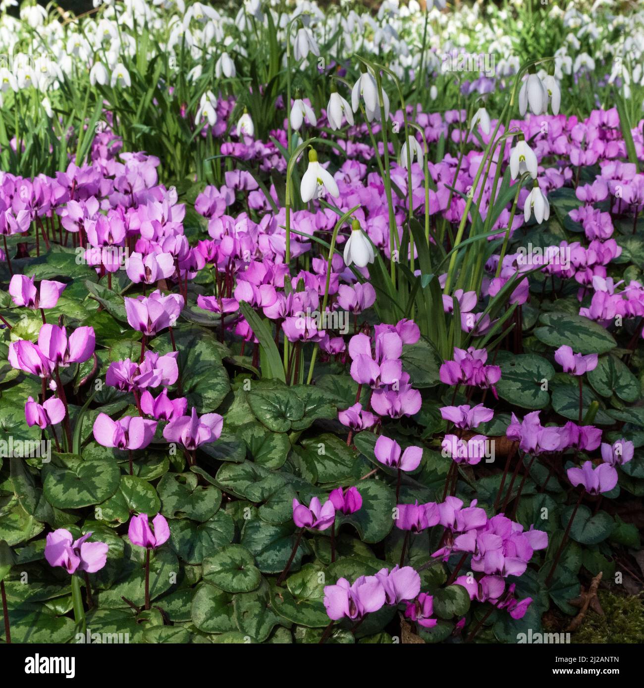 Ciclamino selvatico e Snowdrops in primavera Foto Stock
