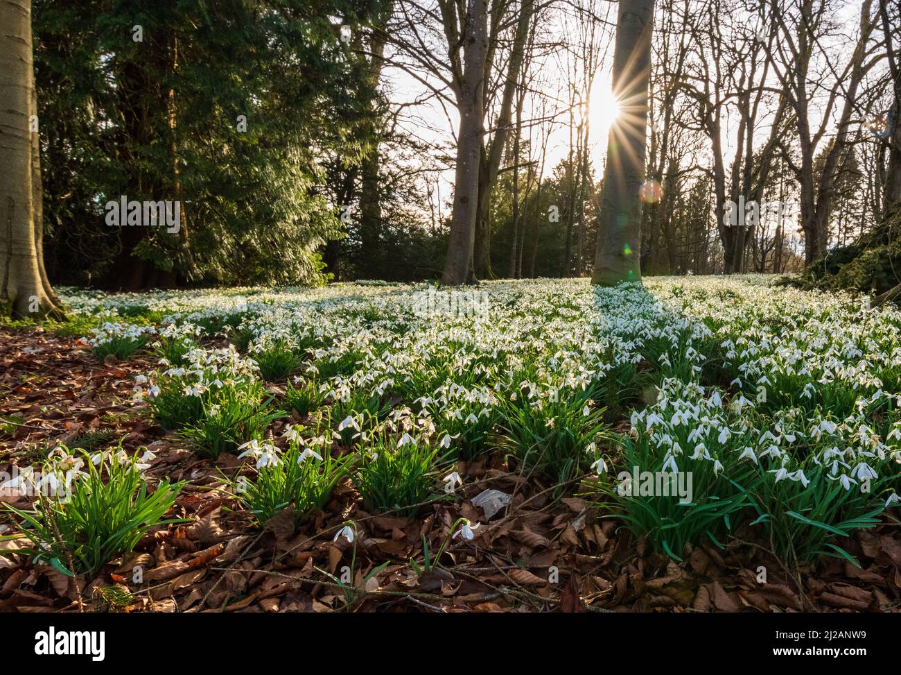 Un tappeto di Snowdrops in Woodland Foto Stock