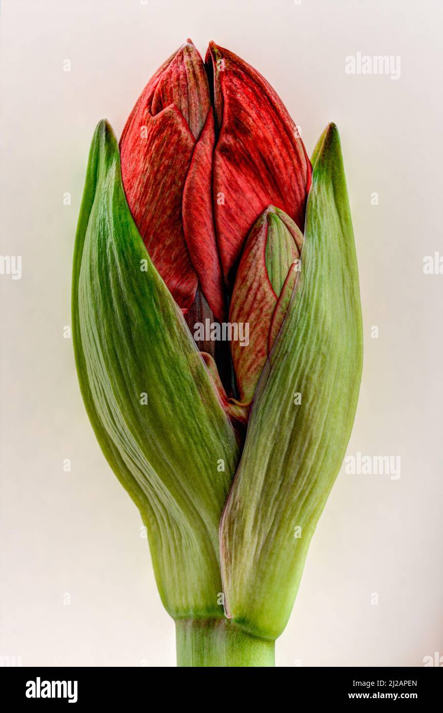 Amaryllis, Knospe Foto Stock