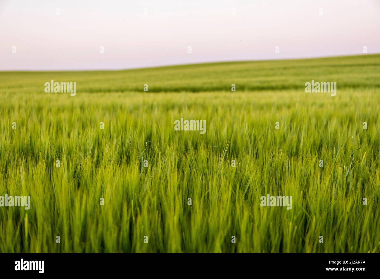 Paesaggio di fresco giovani unmipe succosa spikelets di orzo. Processo agricolo. Agricoltura. Foto Stock