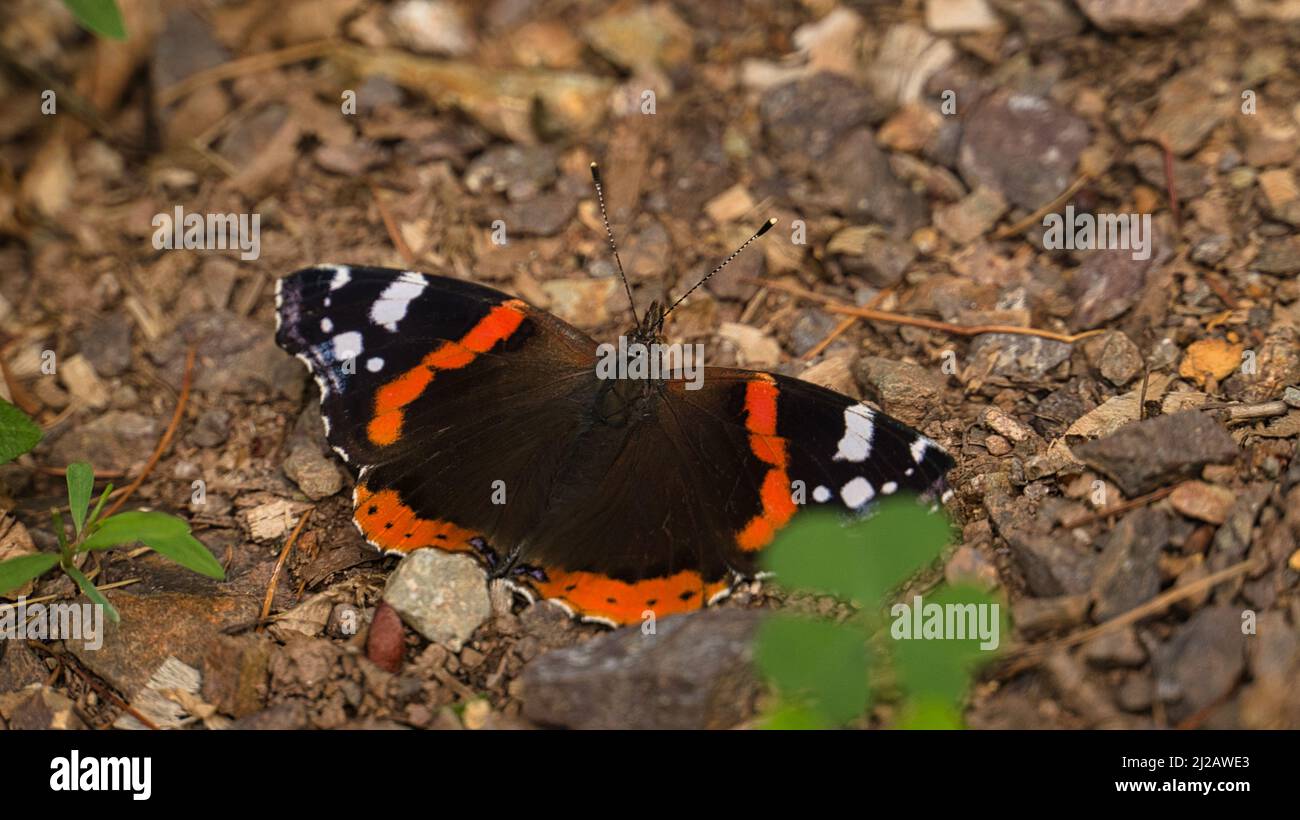 Farfalla ammiraglio sul pavimento della foresta. Insetto raro con colori brillanti. Rilassati mentre prendi il sole. Foto macro animale Foto Stock