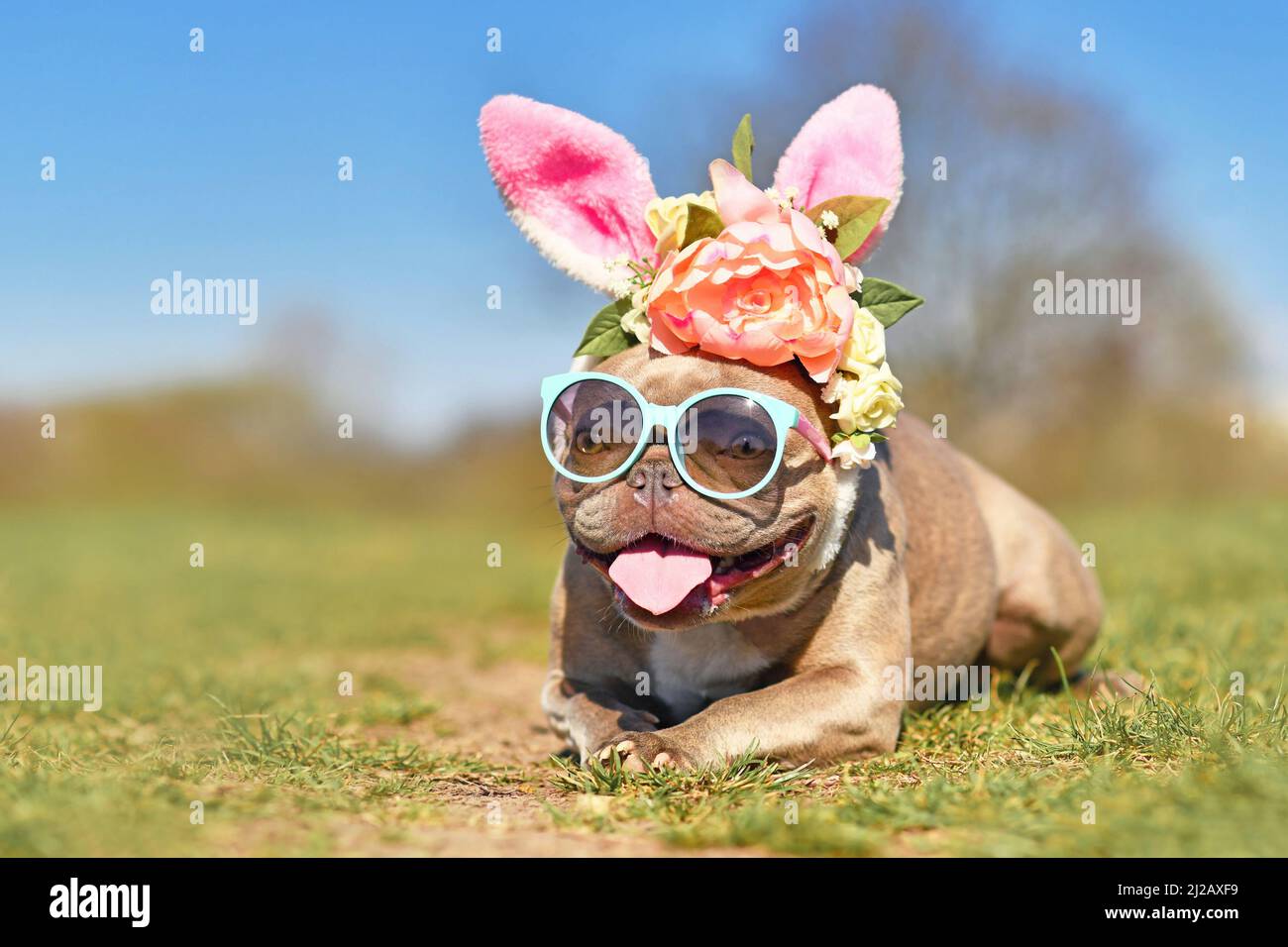 Cane coniglietto di Pasqua. Divertente cane Bulldog francese vestito con archetto per orecchie di coniglio con fiori e occhiali da sole Foto Stock