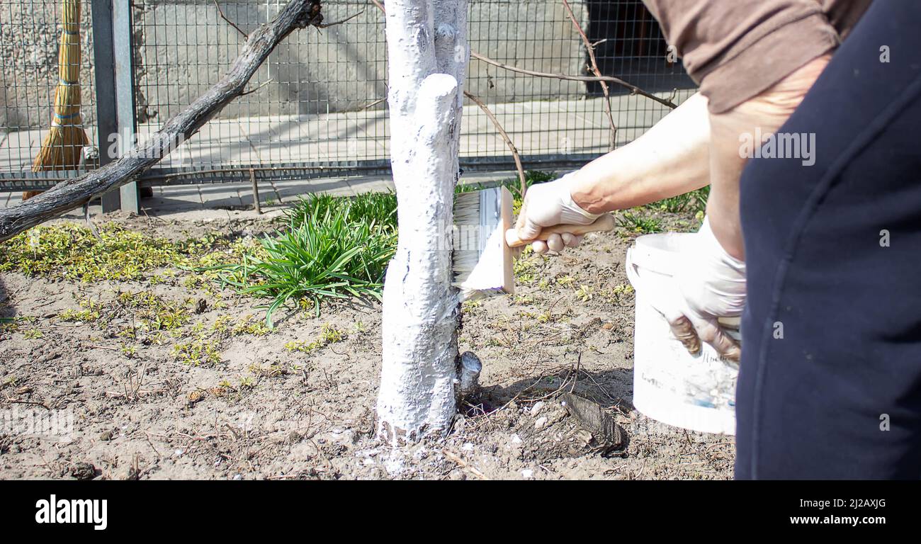 Whitewashing di alberi da frutta in primavera. Cura del giardino. Mano con un pennello dipinge un albero per proteggerlo da insetti nocivi. Controllo di peste. Foto Stock