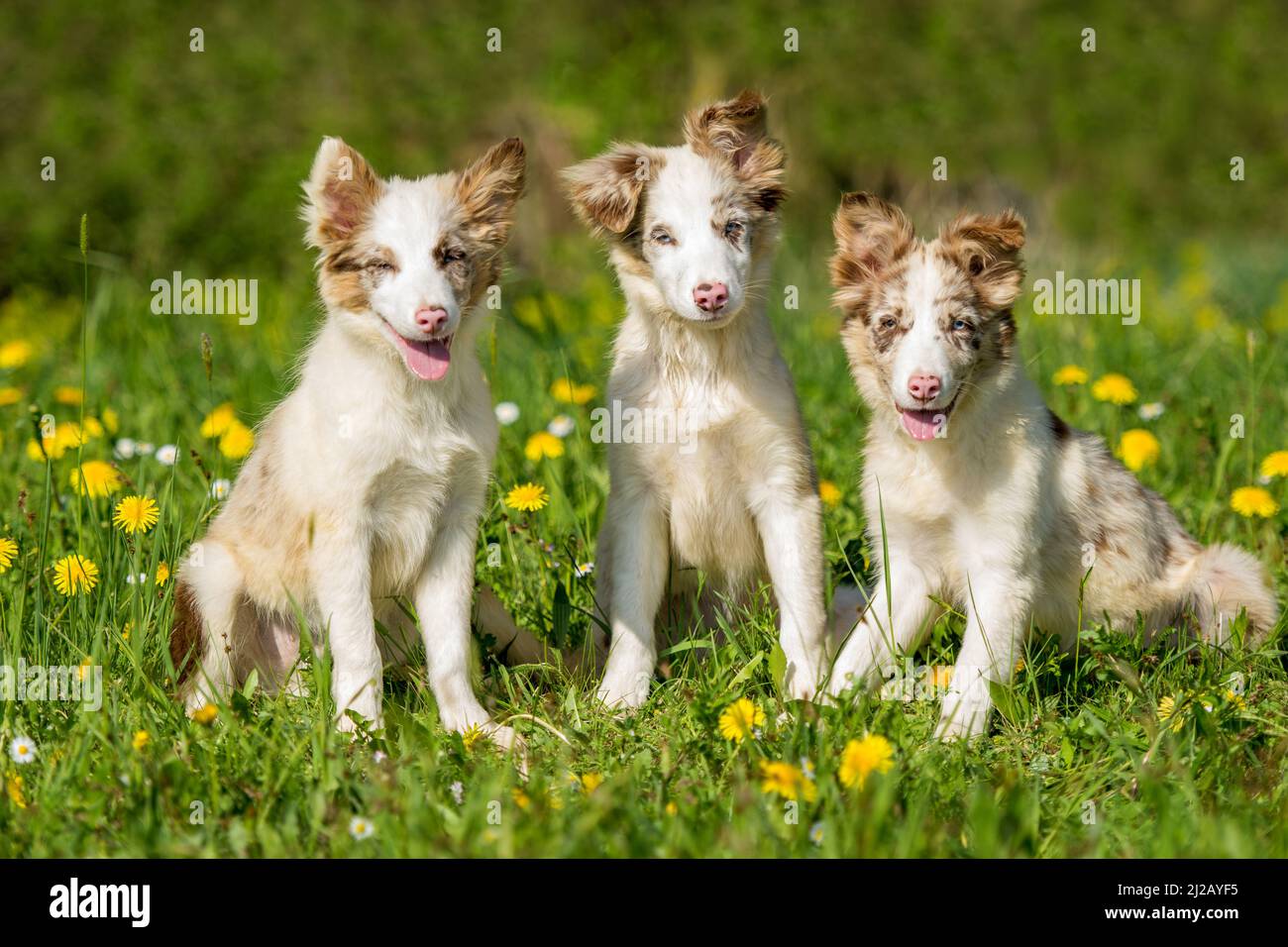 Tre cuccioli di collie di confine in un prato primaverile Foto Stock