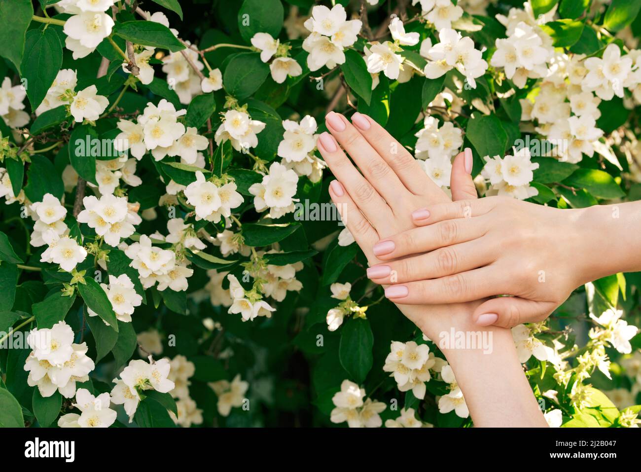 Mani femminili con un delicato manicure naturale. Foto Stock