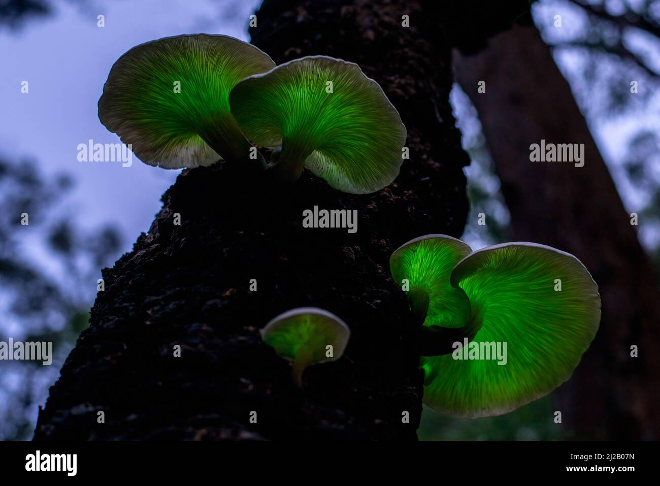 Il fungo fantasma (Omphalotus nidiformis) è un fungo bioluminescente che emette una luce verde soffusa di notte. Foto Stock