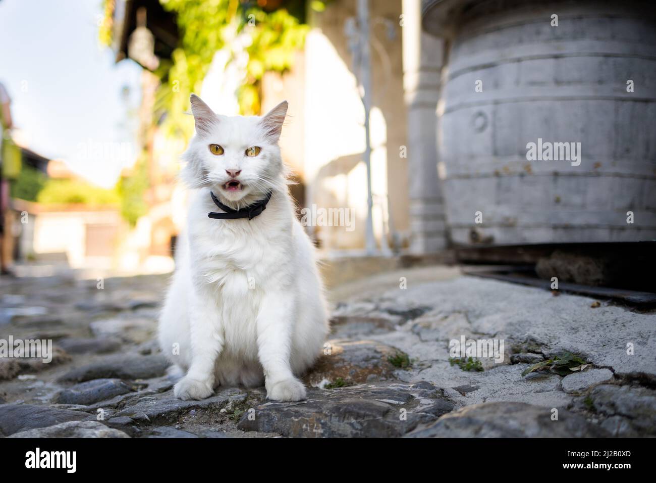 Estate nella bella città antica Nesebar in Bulgaria. Ritratto bianco del gatto. Patrimonio mondiale dell'UNESCO centro paesaggio con cielo blu Foto Stock