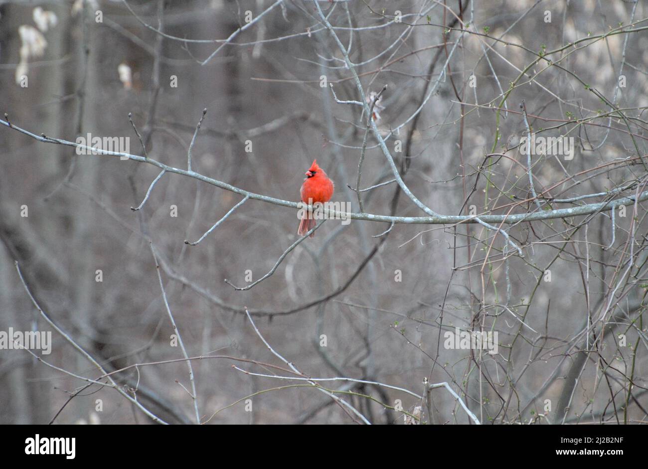 Luminoso rosso cardinale in una struttura ad albero in primavera Foto Stock