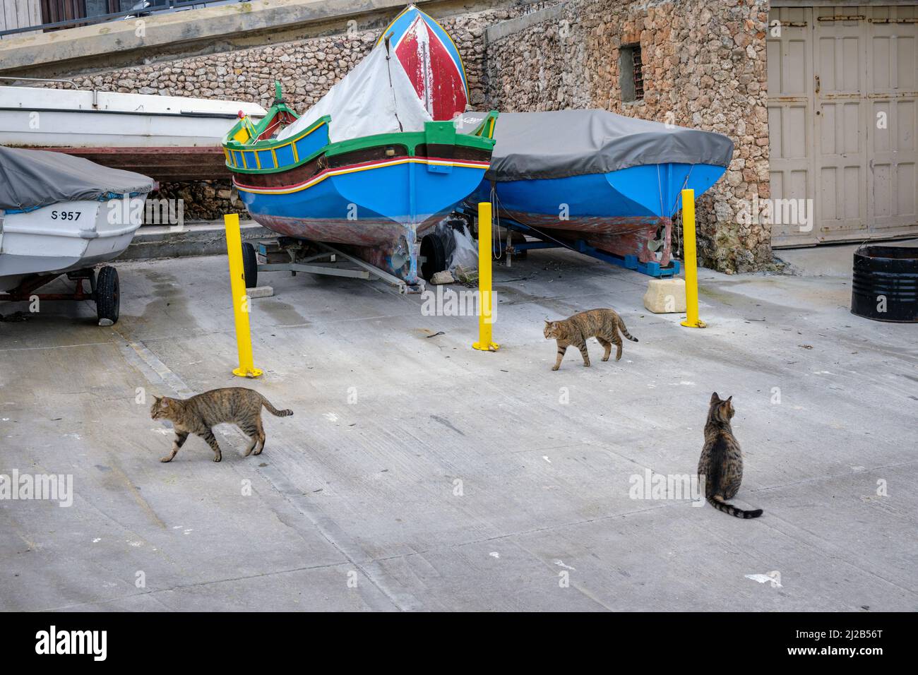 Gatti randagi che si aggirano intorno a un cantiere alla baia di St Paul, Malta Foto Stock