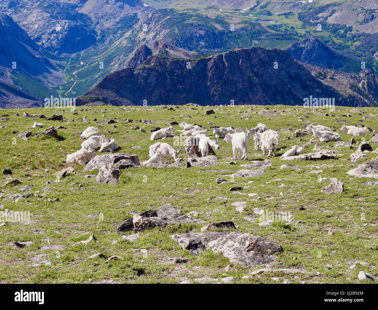 Gregge di capre selvatiche su Beartooth Pass, Wyoming. USA. Foto di alta qualità Foto Stock