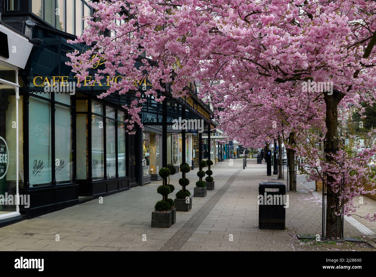 Centro storico della città di primavera (splendidi e colorati ciliegi in fiore, elegante ristorante-cafe shopfront) - The Grove, Ilkley, Yorkshire, Inghilterra, Regno Unito. Foto Stock