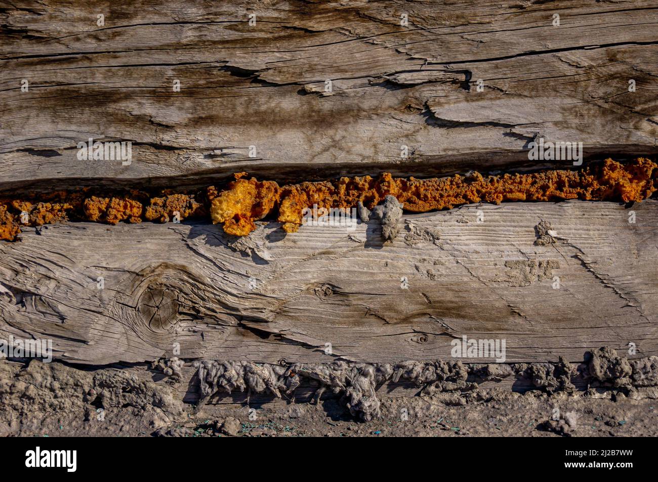 Legno vecchio con la schiuma di costruzione asciugata fuori Foto Stock