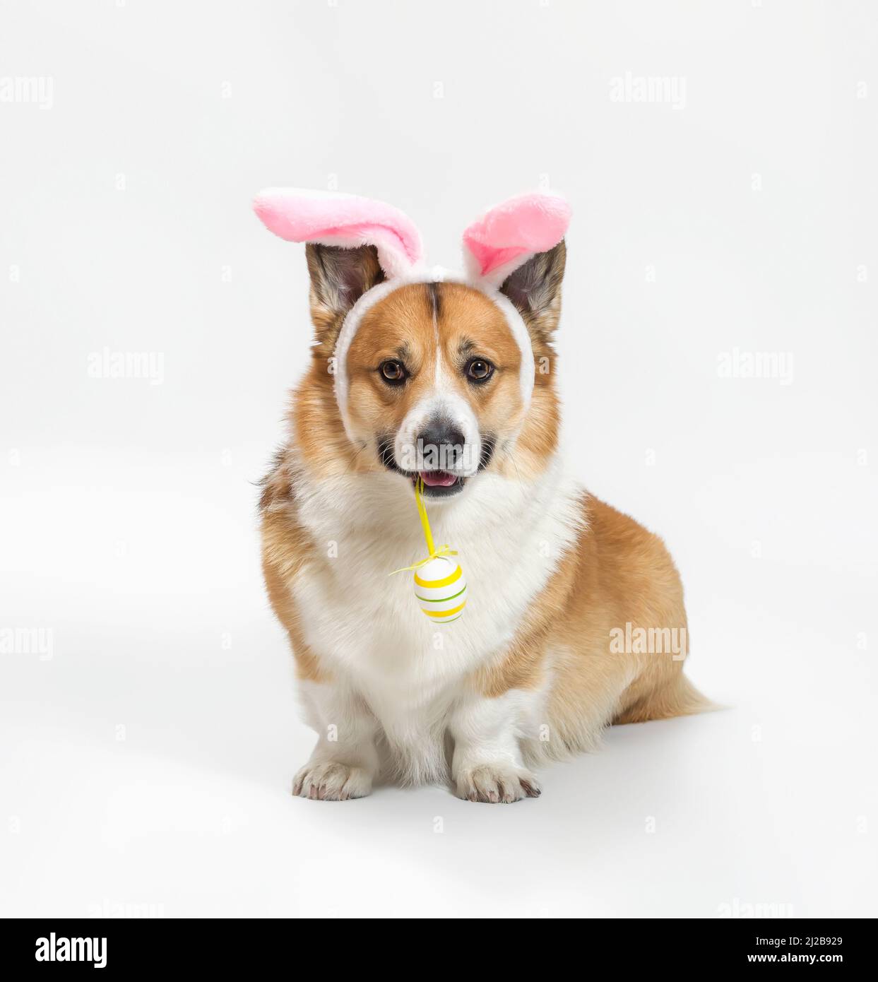 ritratto affascinante di un cane pembroke corgi in rosa orecchie conigliere di pasqua seduta su uno sfondo bianco isolato Foto Stock