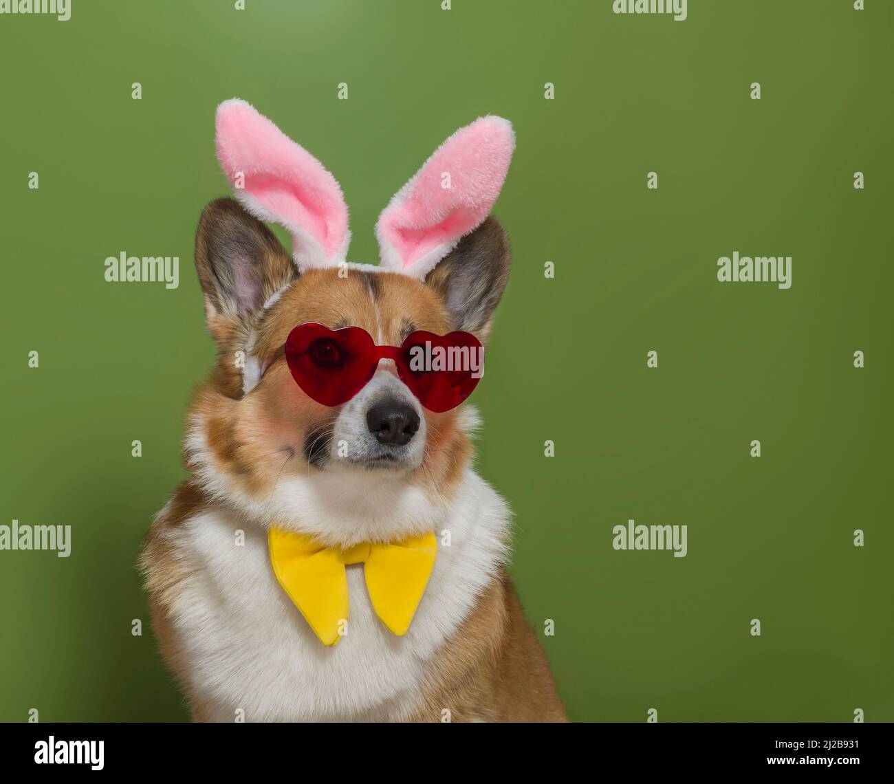 affascinante ritratto di un cane pembroke corgi in rosa orecchie di coniglietto pasquale e occhiali di cuore su uno sfondo verde isolato Foto Stock