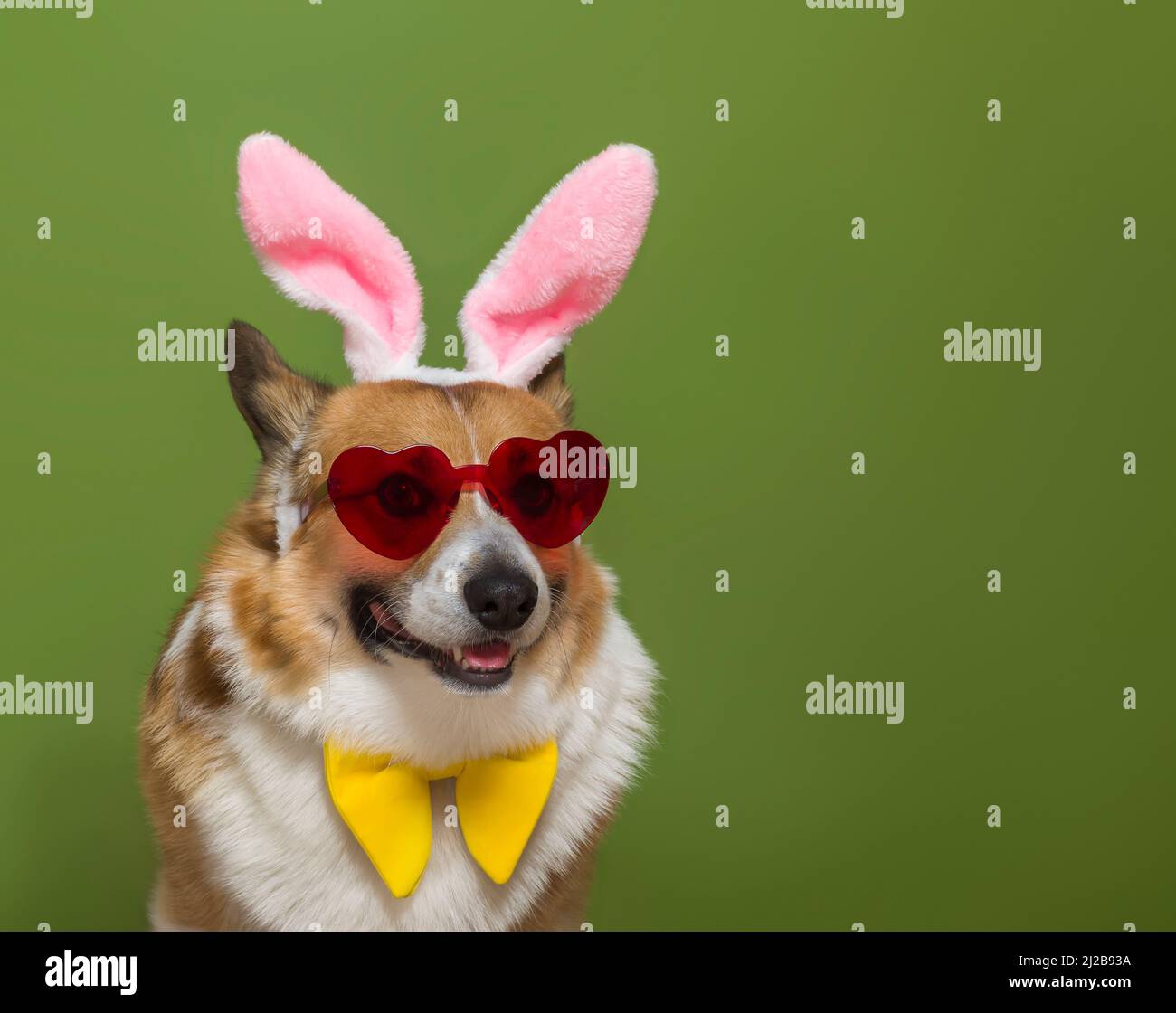 Affascinante ritratto di un allegro pembroke corgi cane in rosa coniglietto di Pasqua e occhiali di cuore su uno sfondo verde isolato Foto Stock