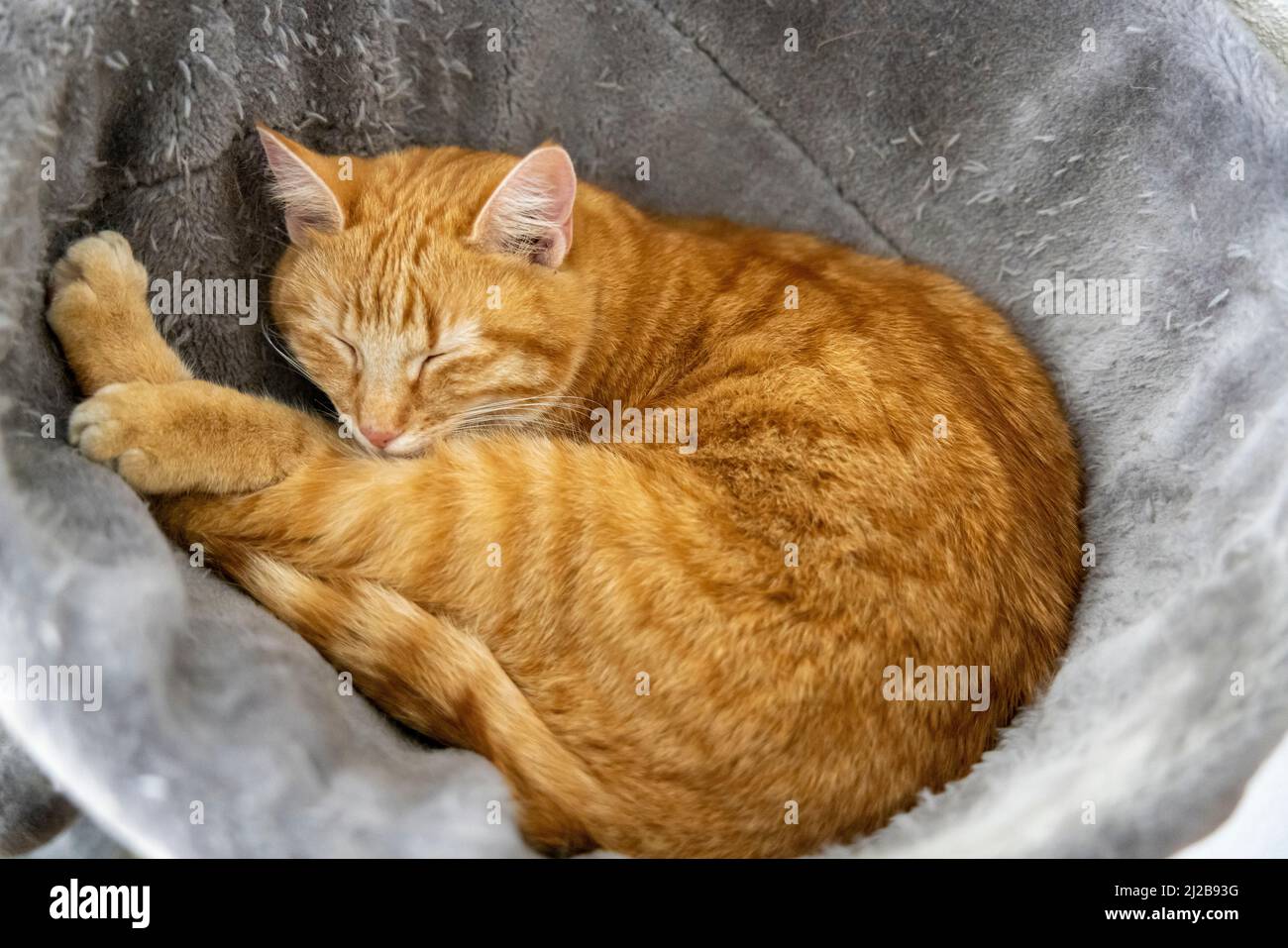 Schlafende Katze im Katzenbaum Foto Stock