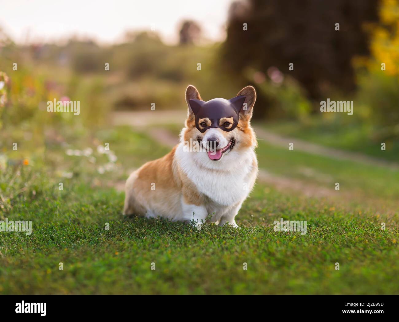 il cane di corgi in una maschera nera del gatto del supereroe è seduto in un giardino di primavera Foto Stock